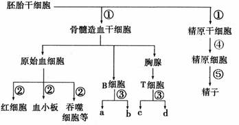 精原干细胞的生物学特性现状、发展与应用PDF