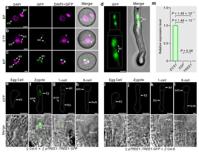 Nature 武汉大学孙蒙祥课题组揭示植物父本起源基因调控胚根干细胞发育的分子机制(图2)