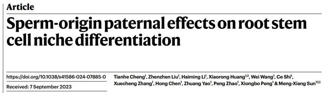 Nature 武汉大学孙蒙祥课题组揭示植物父本起源基因调控胚根干细胞发育的分子机制