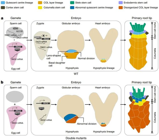 Nature 武汉大学孙蒙祥课题组揭示植物父本起源基因调控胚根干细胞发育的分子机制(图3)