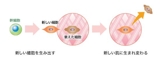 肌肤焕新密钥EXO DOLL精华揭秘干细胞神奇魔法