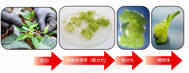 肌肤焕新密钥EXO DOLL精华揭秘干细胞神奇魔法(图8)