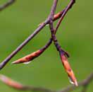 The Body Shop有机植物干细胞活肌精华(图3)