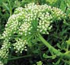 The Body Shop有机植物干细胞活肌精华(图2)