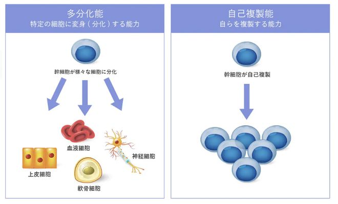 植物干细胞培养液让肌肤焕颜重生的钥匙(图2)