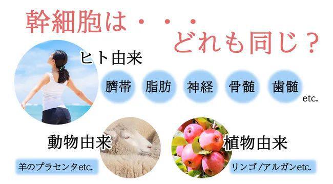 植物干细胞培养液让肌肤焕颜重生的钥匙(图4)