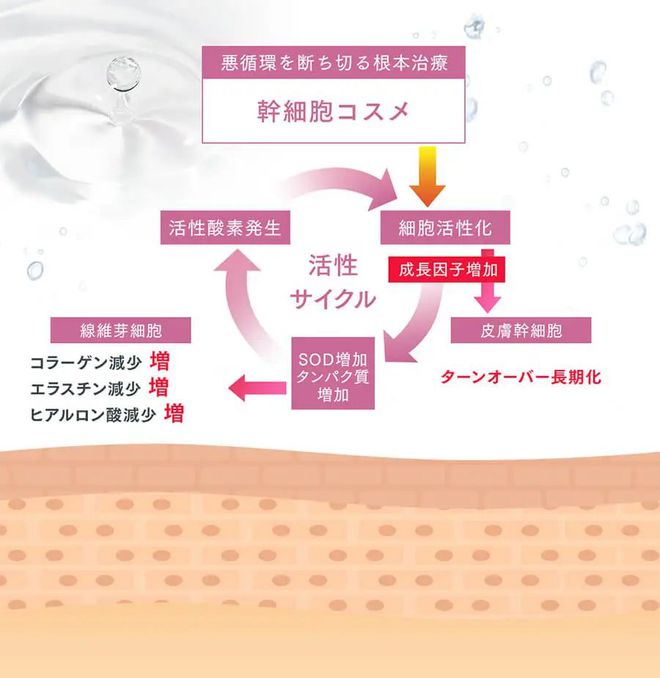 植物干细胞培养液让肌肤焕颜重生的钥匙(图5)