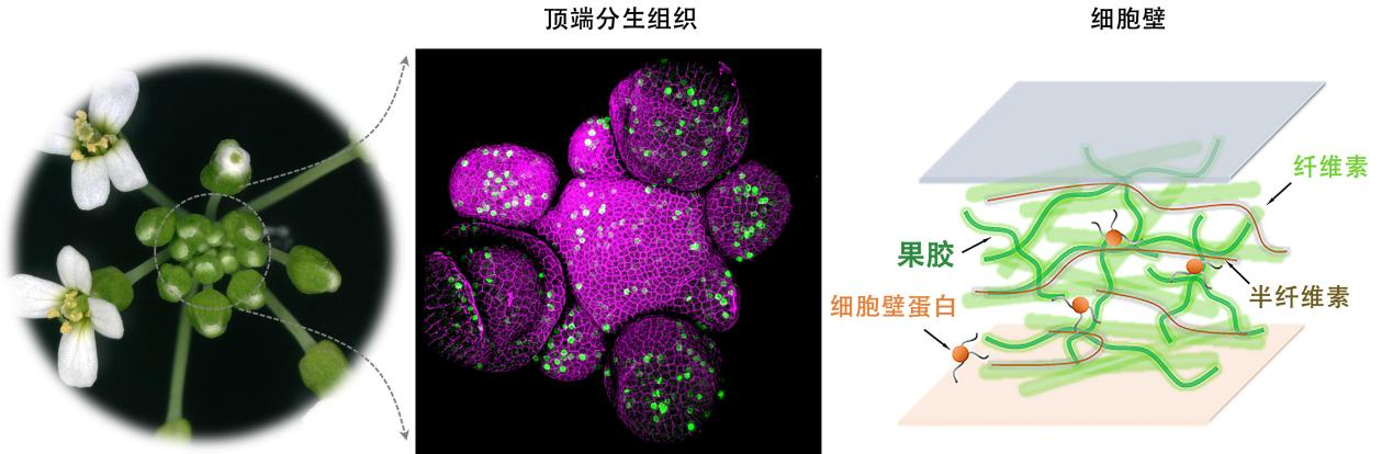 控制植物干细胞运作的“核心开关”被找到 有望实现农作物生长模式与产量性状的精准设计