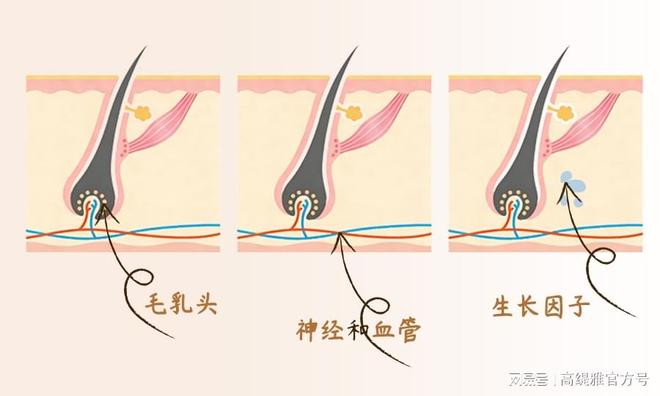 一颗毛囊的坦白局