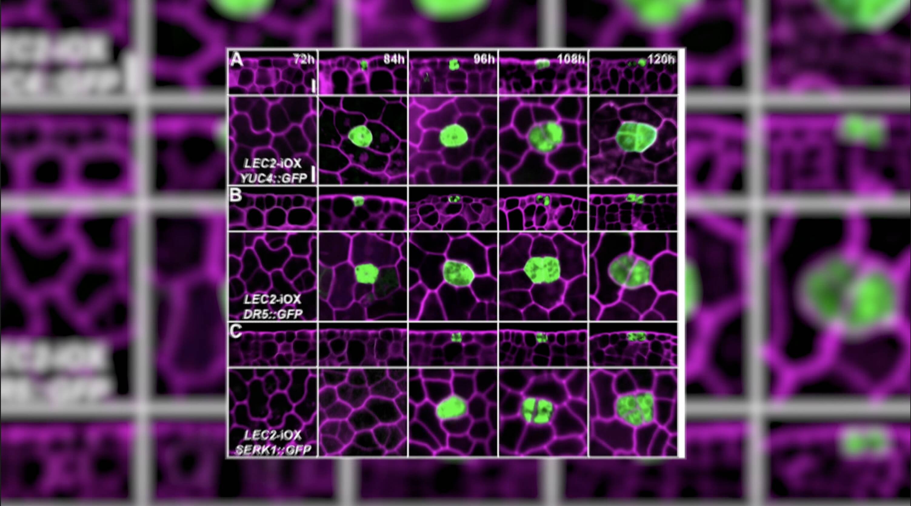 “质”胜2025丨新科技新产品 “硬核”激发产业活力(图2)