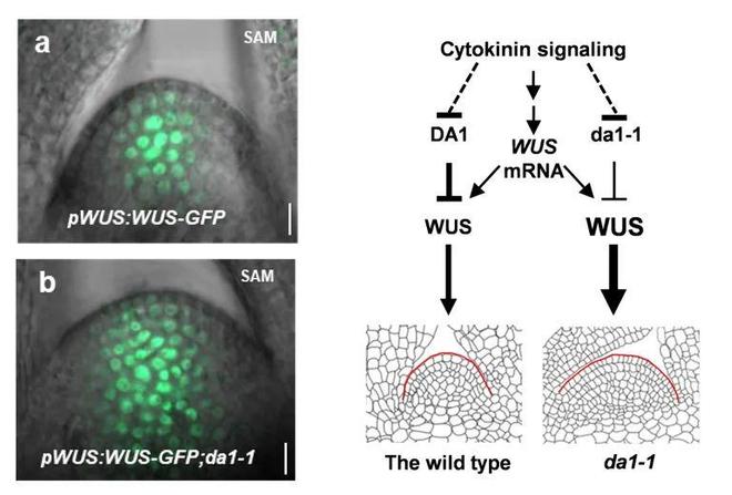 Nature Commun 中科院遗传发育所李云海团队发现调控茎尖分生组织大小和器官大小的重要分子联系(图2)