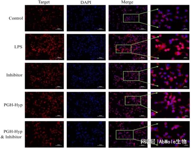 AbMole丨NF-κB通路的高引用抑制剂及其在肿瘤和炎症研究中的应用(图2)