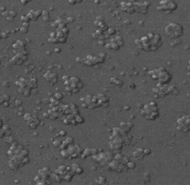 石河子大学第一附属医院2026年住院医师规范化培训招生简章