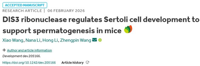 Development︱汪正品团队揭示了DIS3在雄性睾丸支持细胞发育中的生理功能