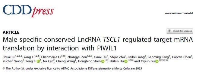 CDD丨“双面”lncRNA TSCL1：既是RNA支架又编码小肽为男性不育诊疗提供新靶点