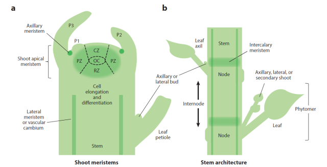 中国海洋大学在动物生殖细胞的分化机制方面取得新进展