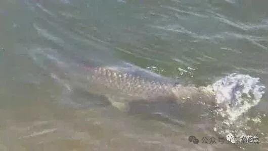 鱼类人工繁殖的生物学基础(下)(图3)