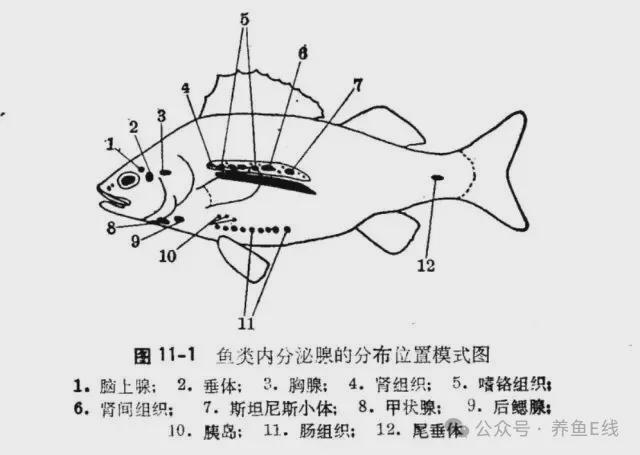 鱼类人工繁殖的生物学基础(下)(图2)