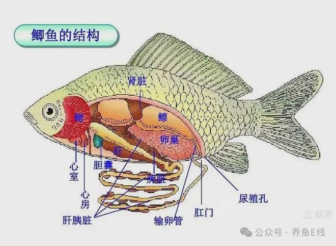 鱼类人工繁殖的生物学基础(下)