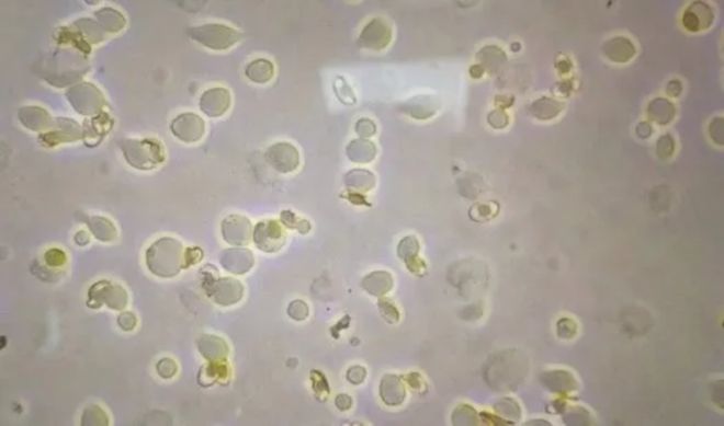 告别“功效模糊”！中广测保健食品安全性检测及功效评价让企业产品力看得见(图3)