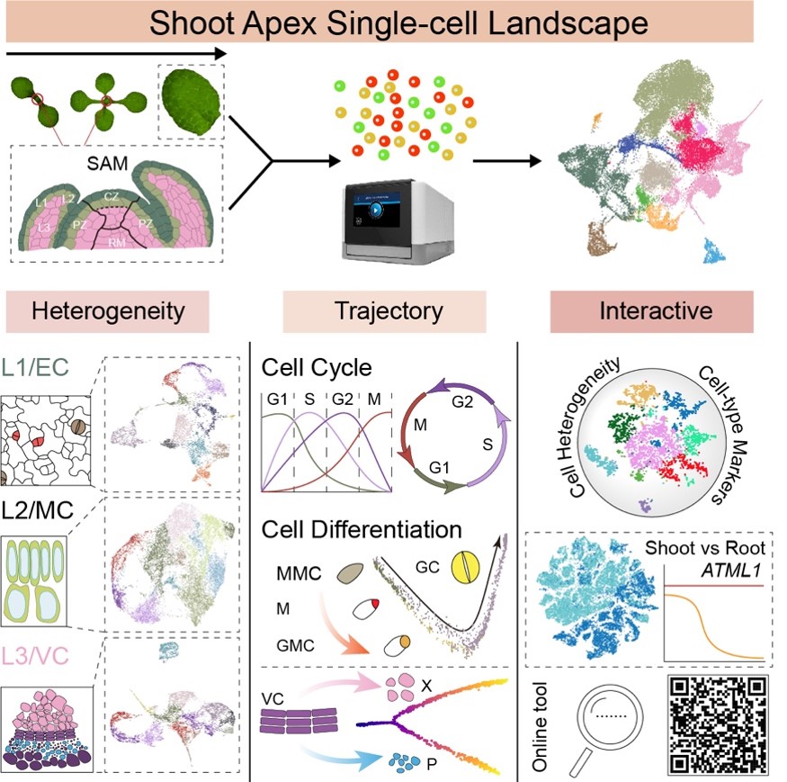 2026年睫毛生长产品排行榜 TOP10哪个增长效果最好？权威睫毛精华液推荐+科学养护指南