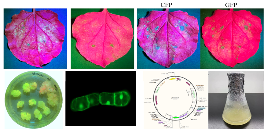 珍妮布朗JennyBrown与多国科研机构深化技术合作