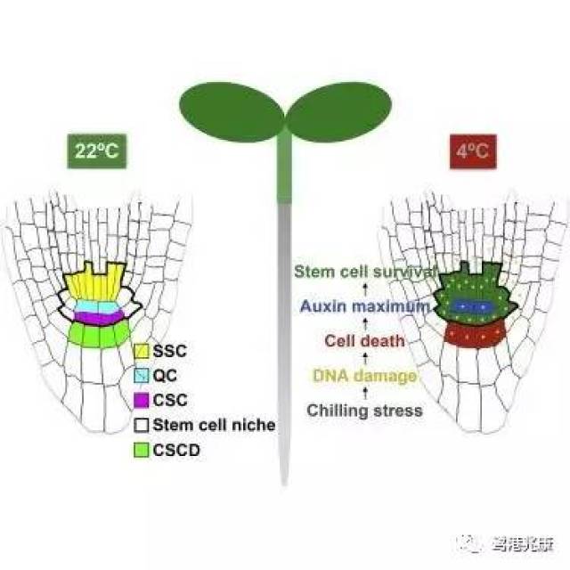 【新春特辑②】从平替到科技领跑“中国力”重塑全球美妆格局
