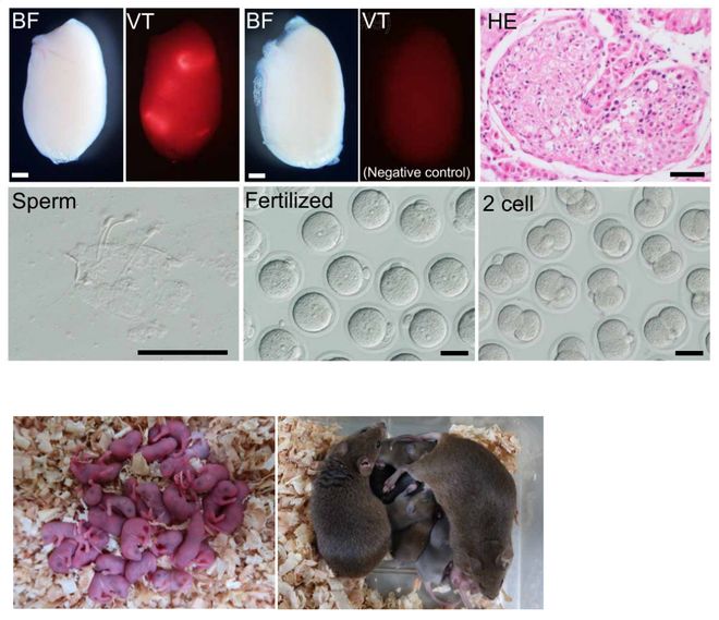Science：“人工睾丸”来了！干细胞培育出功能性精子成功诞下健康且有生育能力的后代(图3)