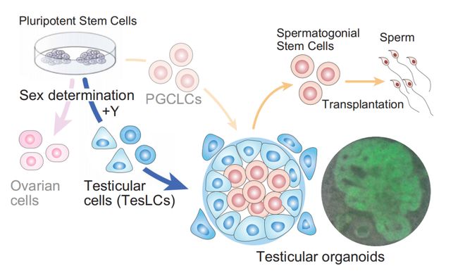 Science：“人工睾丸”来了！干细胞培育出功能性精子成功诞下健康且有生育能力的后代(图2)