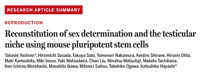 Science：“人工睾丸”来了！干细胞培育出功能性精子成功诞下健康且有生育能力的后代
