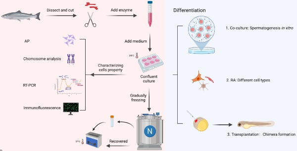 精原干细胞培养与无精症治疗