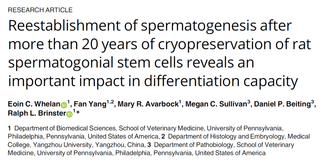 精原干细胞体外培养的研究进展