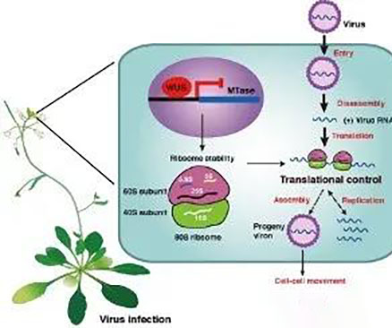 华中农业大学研究团队揭示柑橘刺分化分子开关无刺育种迎来新靶点