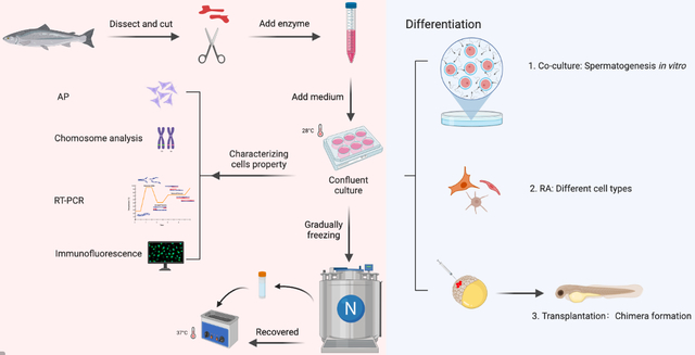 大鼠精原干细胞完全培养基