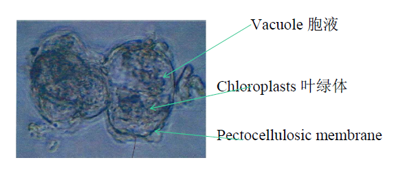 大连“植物细胞超级工厂”全面启动