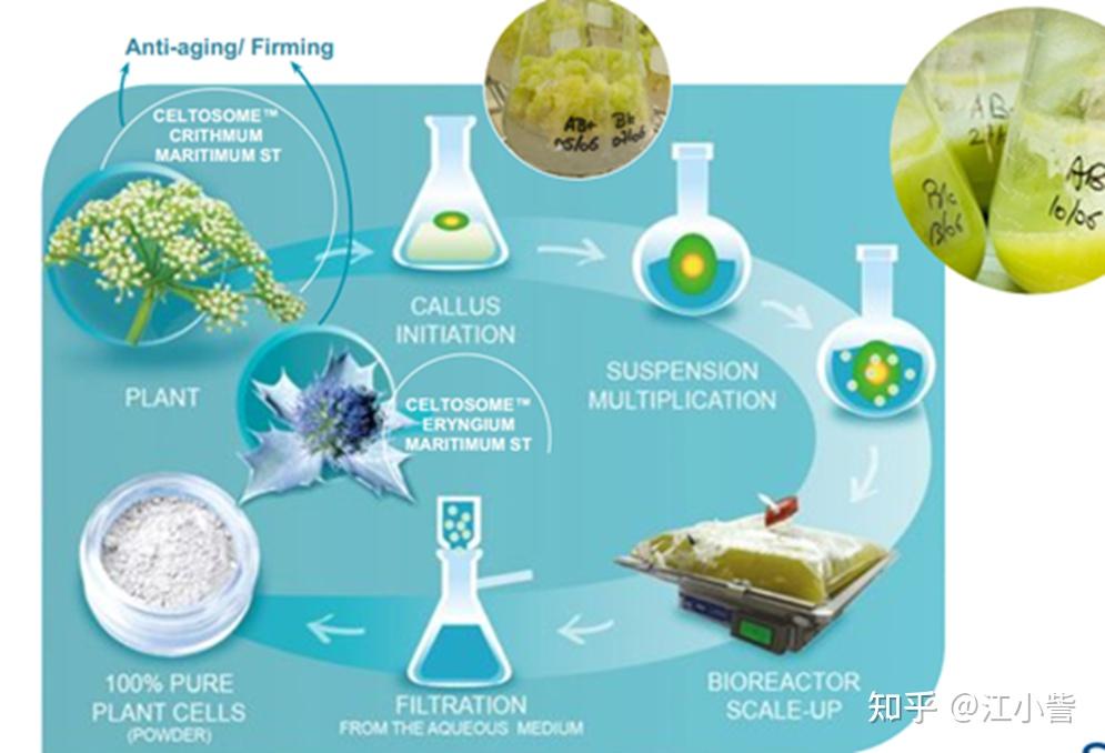 2026年中国药妆行业发展现状与未来趋势分析与建议