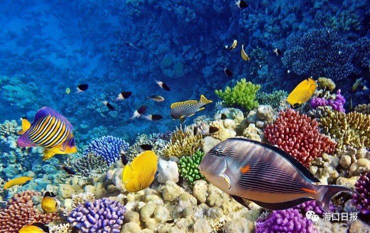 震撼！海口奋力迈向“深蓝”2020年海洋产业总产值将突破600亿！(图5)