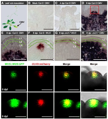 13)--131 植物的组织-分生组织ppt