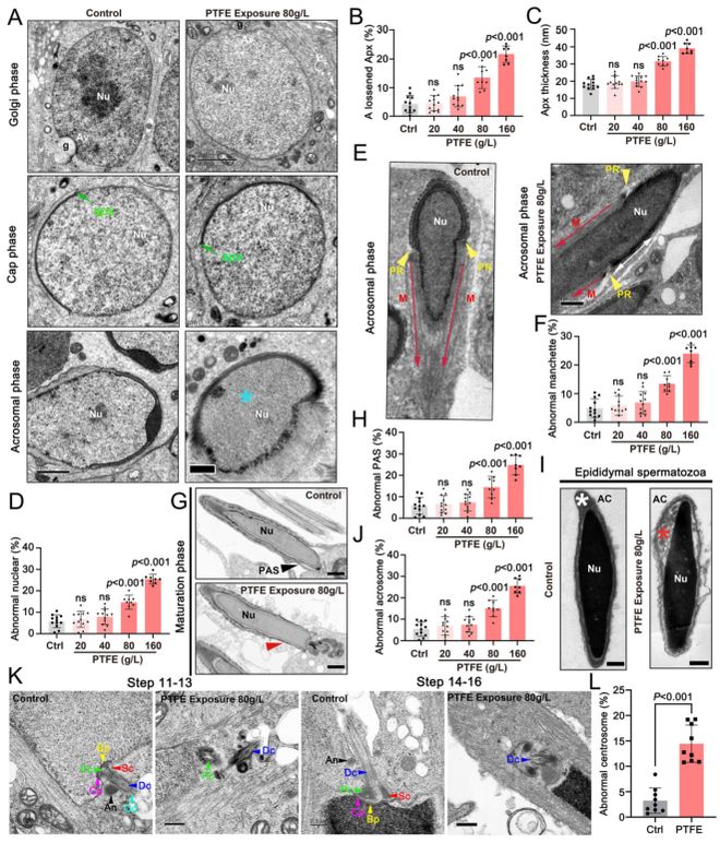 浙大院士团队新发现：不粘锅涂层产生的微塑料会损害男性生育力并提出新型修复疗法！(图4)