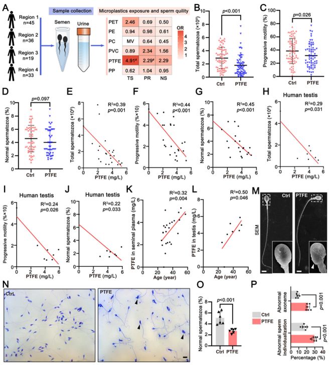 浙大院士团队新发现：不粘锅涂层产生的微塑料会损害男性生育力并提出新型修复疗法！(图2)