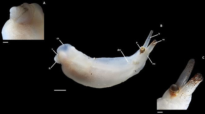海草船蛆的奇妙生活：“矮雄爸爸”和“育儿房”的秘密