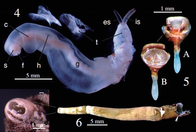 海草船蛆的奇妙生活：“矮雄爸爸”和“育儿房”的秘密(图3)