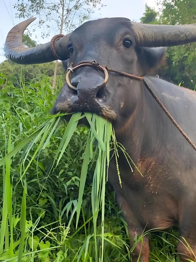 为啥有人说水牛根本不是牛？它俩是一家吗？水牛和牛能生后代吗？