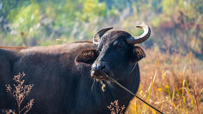 为啥有人说水牛根本不是牛？它俩是一家吗？水牛和牛能生后代吗？(图2)