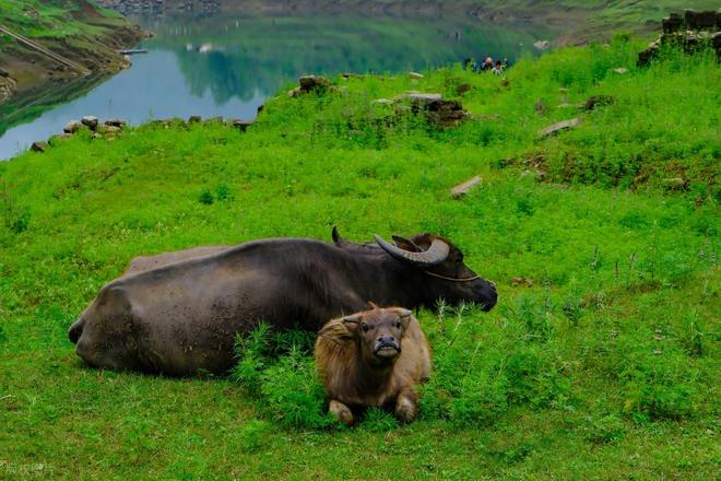 为啥有人说水牛根本不是牛？它俩是一家吗？水牛和牛能生后代吗？(图3)