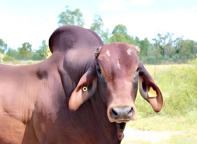 为啥有人说水牛根本不是牛？它俩是一家吗？水牛和牛能生后代吗？(图4)