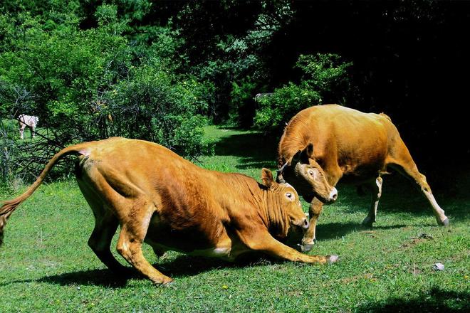 为啥有人说水牛根本不是牛？它俩是一家吗？水牛和牛能生后代吗？(图7)