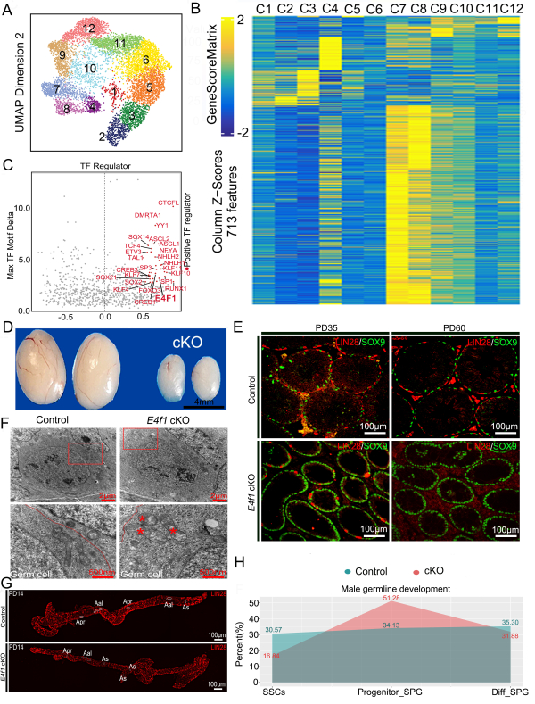 胚胎干细胞的定义