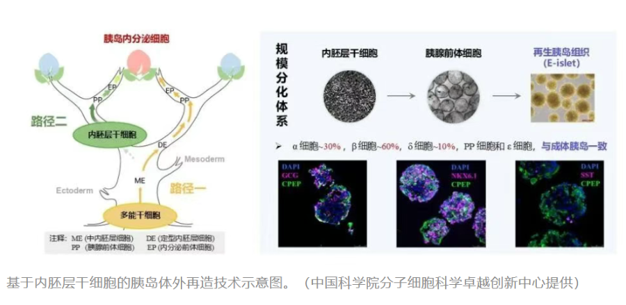 干细胞领域迎突破：相关概念股走强行业走到哪一步？