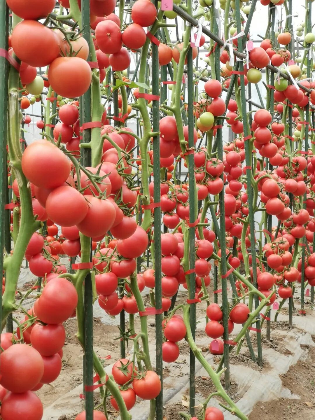 重磅！山东农大这位教授获国际顶尖学界“最高荣誉”(图12)